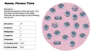 Mitosis cell division and calculation of Mitotic index.