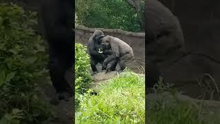 Tender moment between #gorilla siblings.