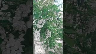 Акация цветёт // Анапа, 22 мая 2025 г.