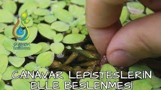 Canavar Lepisteslerin Elle Beslenmesi - Hand Feeding Monster Guppies