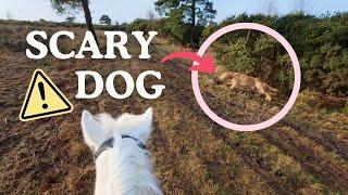 When a Dog Spooks Your Horse!  Helmet Cam POV