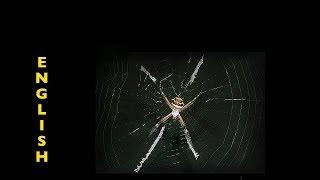 Another kind of pets (spiders Argiope and Nephila)