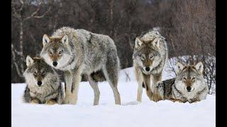 Охота на волка во время гона! Добыт матёрый волк! // Wolf hunting during the rut!