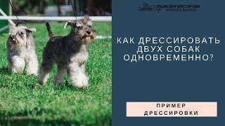 Практика. Как дрессировать двух собак ?  Две собаки дома и на улице - обучение и воспитание.