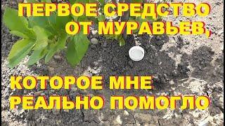 Как избавиться от муравьев на участке. Дешевый и простой способ.