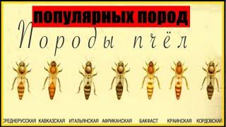 ОБЗОР ПОПУЛЯРНЫХ ПОРОД  ПЧЕЛ || ПОРОДЫ ПЧЕЛ