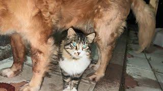 My Outdoor Cats Turned My Dog into a Softie !!