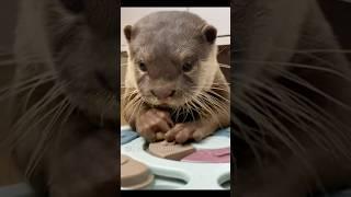Baby otter reacts to brain game #theottersfamily #dog #puppy #shorts