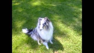 A Tribute to Tipper My Blue Merle Sheltie