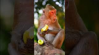 Pregnant monkeys try to eat for their babies