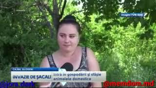 ȘACALII AU INVADAT MOLDOVA