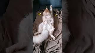 Lazy Leo