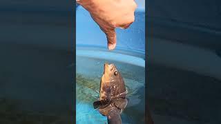 dangerous Oscar fish bite hardly on finger/ #shortsvideo #oscar  #aquarium