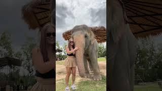 Kira Clark with elephant. Big cups size tits huge breast natural boobs busty girl