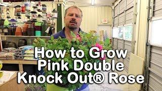 How to grow Pink Double Knock Out® Roses (Disease Resistant Pink Shrub Roses)