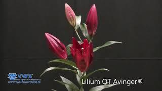 Lilium Avinger ®