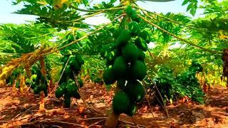 papaya eco berry best quality - 9826418616