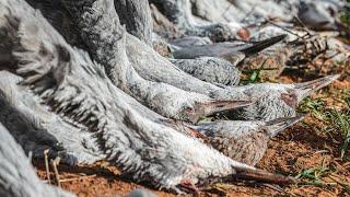 Sandhill Crane Hunting Texas - Fowled Reality