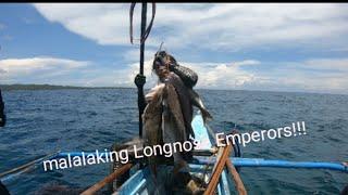 Spearfishing SF Quezon Province 1.2: Longnose Emperors,Sweetlips, Parrot fish!!!