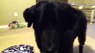 my dogs super cool trick
