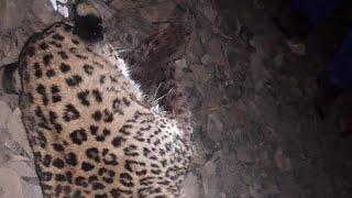 A leopard has been shot dead at Sarh Barni in Mahore