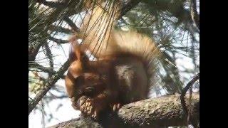 Squirrel eating a pinecone