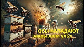 #Пчёлы.  Закрыл пчёл в ульях, чтобы уберечь от ос и ослаблений семей осенью. 10 дней под замком