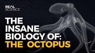 The Insane Biology of: The Octopus