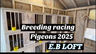 Breeding pigeons for 2025 has begun