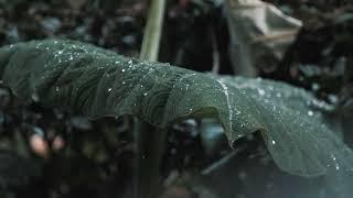 Videli Free Footage - Rainy Day FREE STOCK FOOTAGE