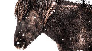 7 Incredible Things You Didn't Know About The Icelandic Horse!