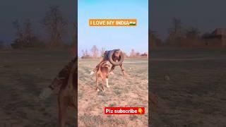 Indian Army Dog  Dost Ke Sath Dustumi | aii jate hua lembho #short #shorts #army #fouji #trending