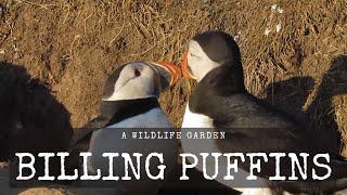 A Pair of Puffins Billing