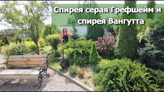 ЧЕМ ОТЛИЧАЕТСЯ СПИРЕЯ СЕРАЯ ГРЕФШЕЙМ ОТ ВАНГУТТА | Спирея серая Грефшейм и Вангутта: сравнение