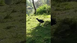 Eurasian Coots! #shorts #birds #nature