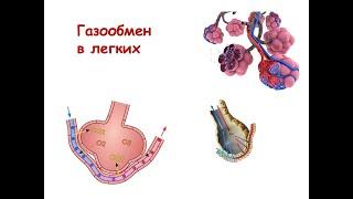 Газообмен в легких