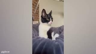 cat southpark fanfiction reading