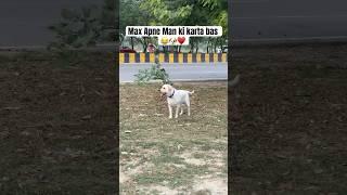 I just do this for my heart #labrador #dog #dogs #shorts #yt #youtubeshorts #doglove #explore