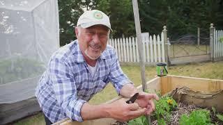 Pruning Young Tomato Plants