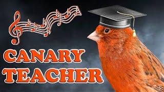 The CANARY TEACHER Training Song 12h