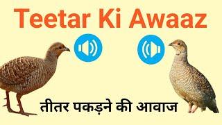 तीतर का  shikar teetar ki awaaz teetar awaz teetar voice teetar Sound teetar ki boli jungle teetar