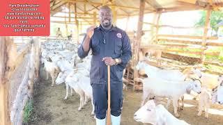 What u must do to succeed in goat farming ( How to organise your management  and manage your farm )