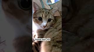 Hide And Seek With Cat Kiki!  (Funny Fails) #shorts