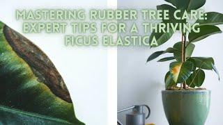 Mastering Rubber Tree Care: Expert Tips for a Thriving Ficus Elastica