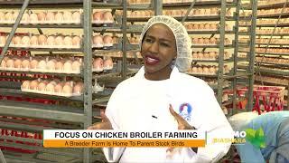 Let's talk chicken; Focus on broiler chicken farming #KilimoNaBiashara