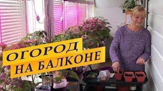 Огород на балконе. Выращивание помидоров и зелени.