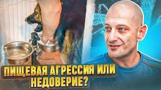 Пищевая агрессия или недоверие? (Немецкая овчарка)