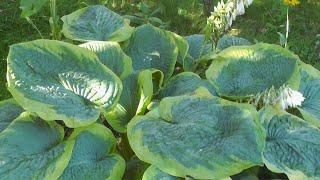 Хоста Франсес Вильямс - Hosta Frances Williams