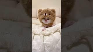 Daily dose of cuteness  #cat #kitten #shorts #funny #cute