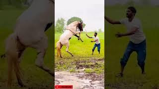 WhatsApp Horse Status